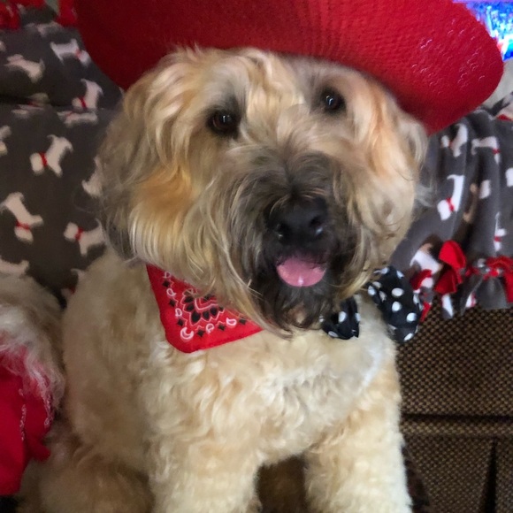 👜  Bijou’s Accessories!  🧳 - Picture 11 of 15